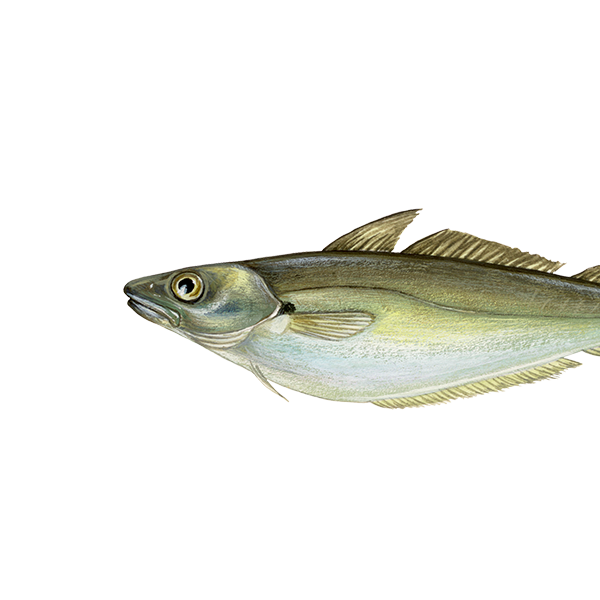 Wijting