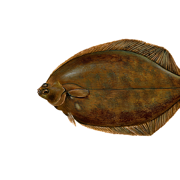 Tongschar