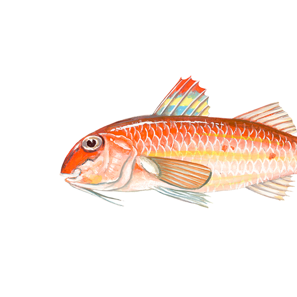 Zeebarbeel