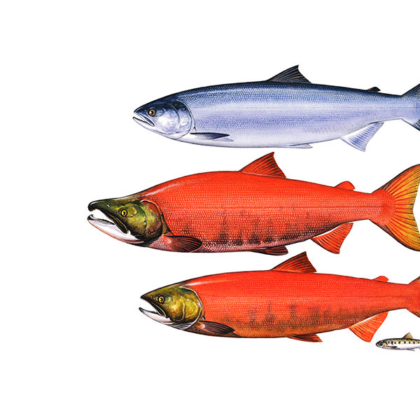 Pacifische zalm