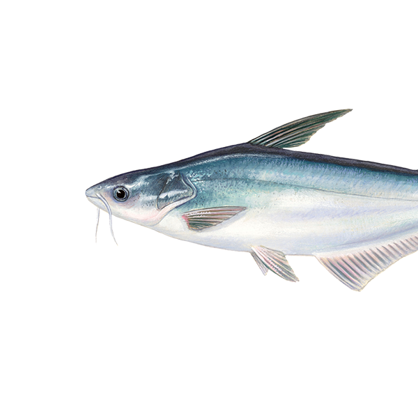 Pangasius
