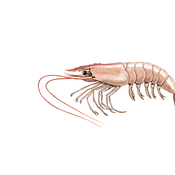 Tropische garnaal