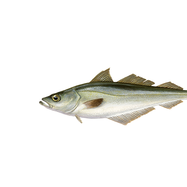 Pollak of Witte koolvis