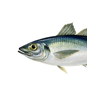Mackerel
