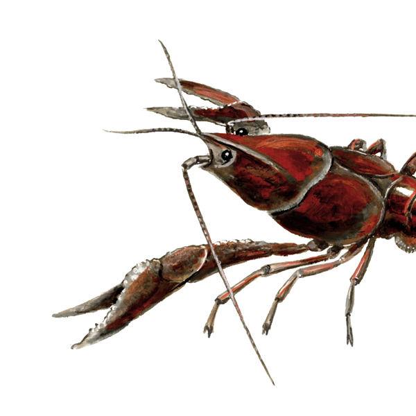 Rivierkreeft